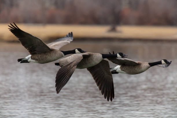 The Best Place to Go in Colorado for Guided Goose Hunts is BirdsandBucksOutdoors. | by birdsand buck | Jun, 2024 | Medium