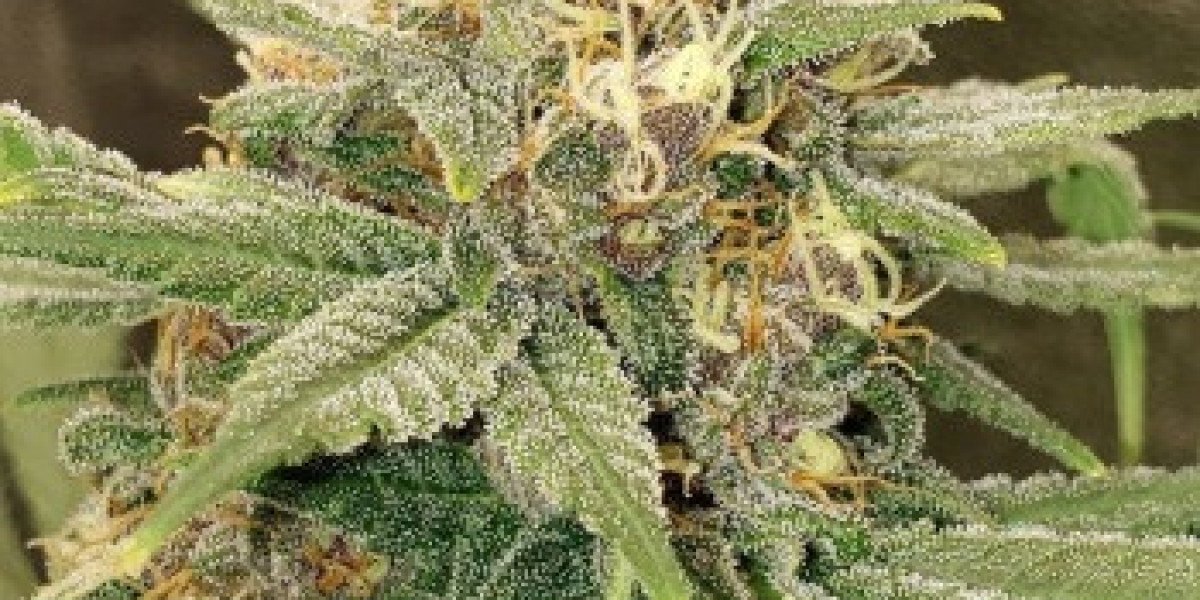 Order Cannabis Seeds Online: Premium Quality from The Clone Conservatory