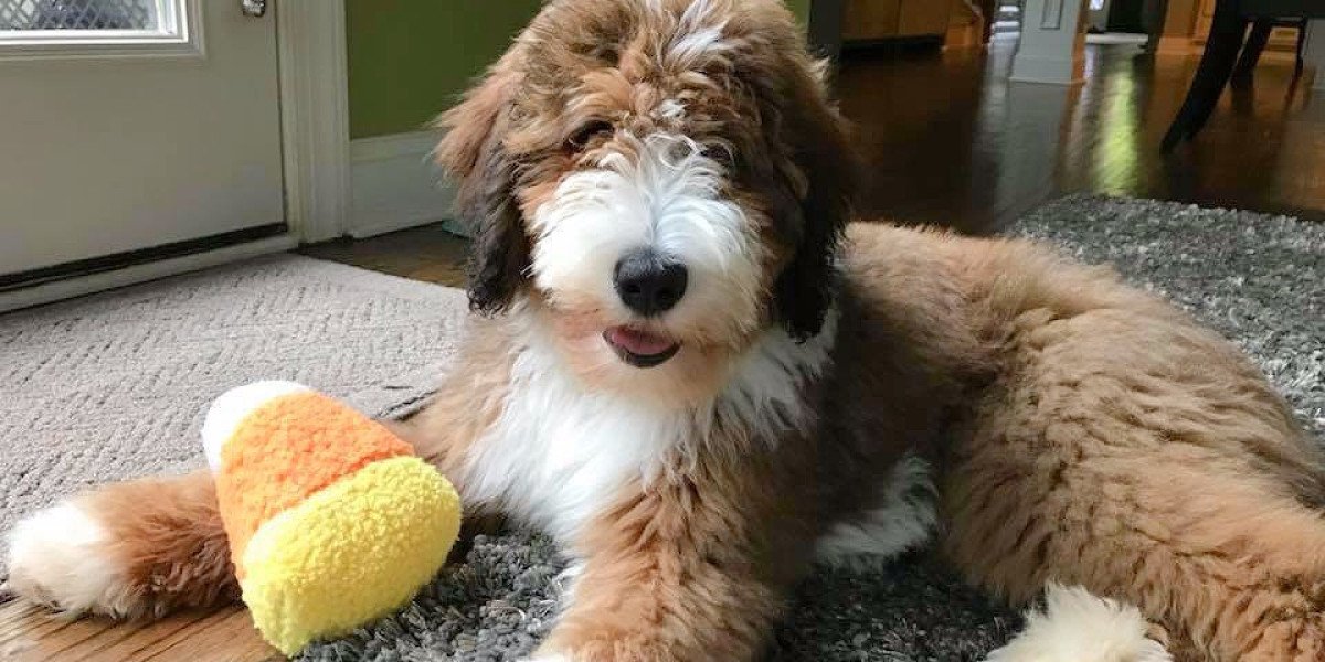 Why First-Time Dog Owners Should Consider Bernedoodle Puppies?