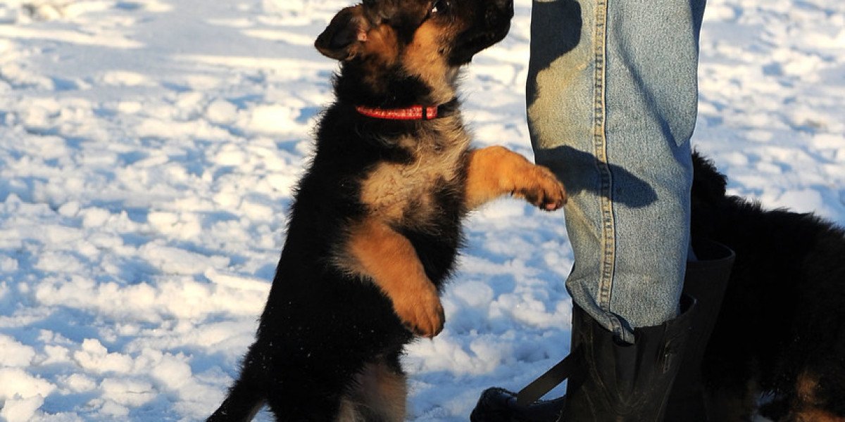 The No. 1 Question That Anyone Working In Buy A German Shepherd Should Know How To Answer