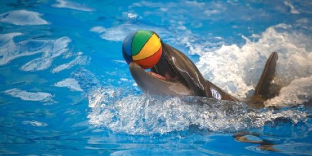 dolphin show in Phuket