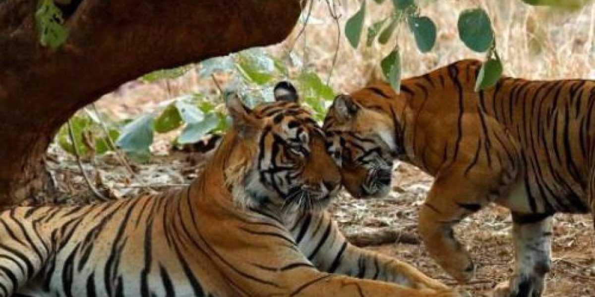 Explore Rajasthan Safari Tour Packages for Your Dream Trip